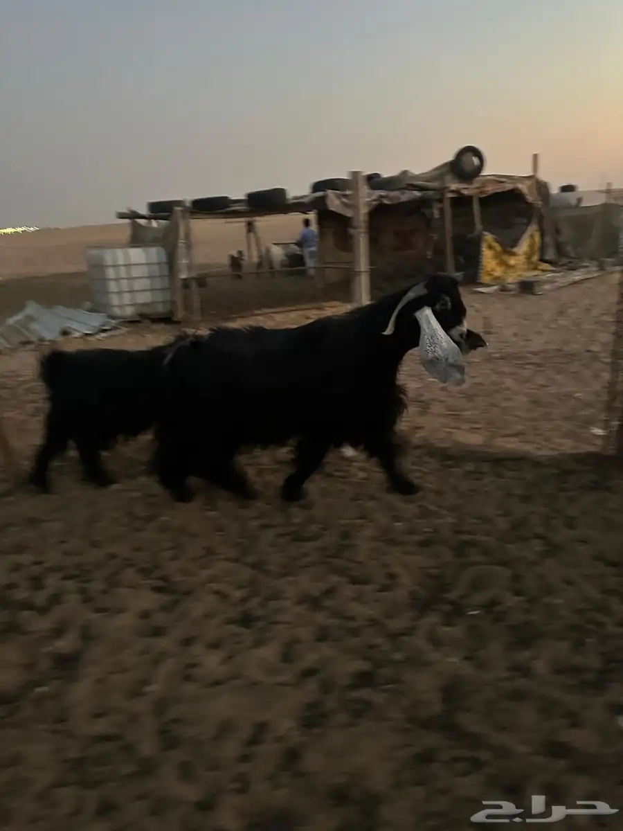 للبيع تيس عارضي صنف معرف 10