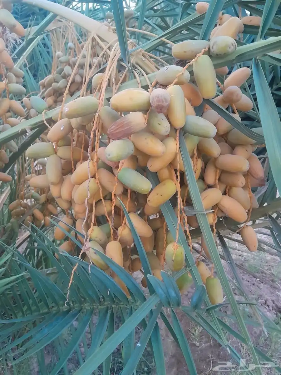 تمور مزرعه عجوة برني صفاوي للبيع محافظة العلا 12