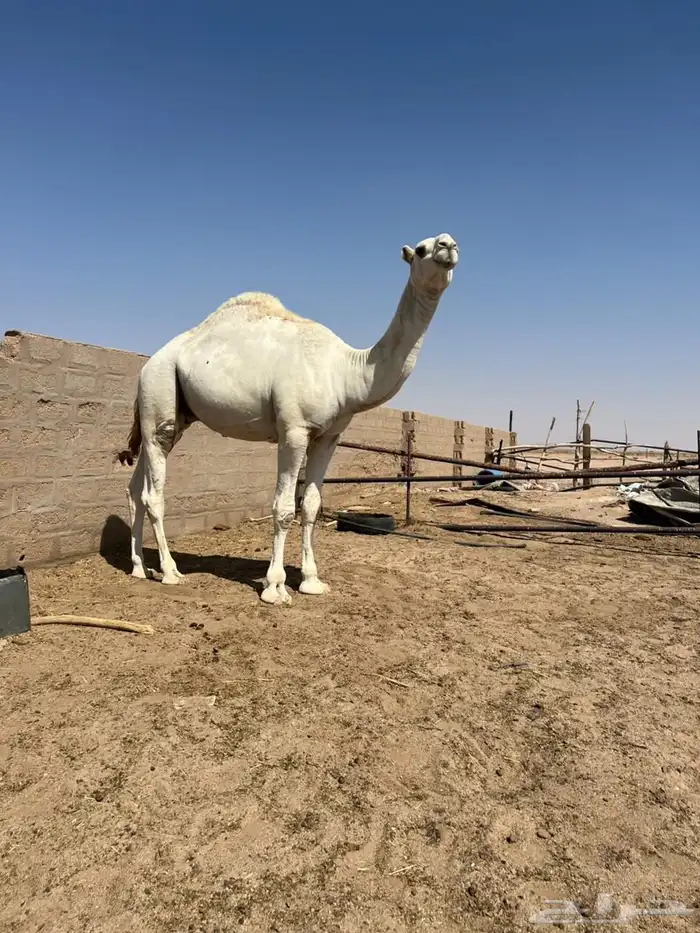 قعدان طيبه 2