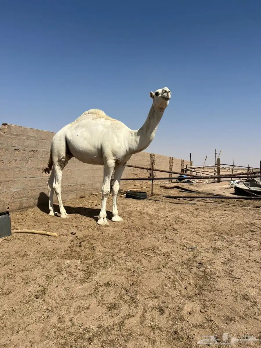 قعدان طيبه 2