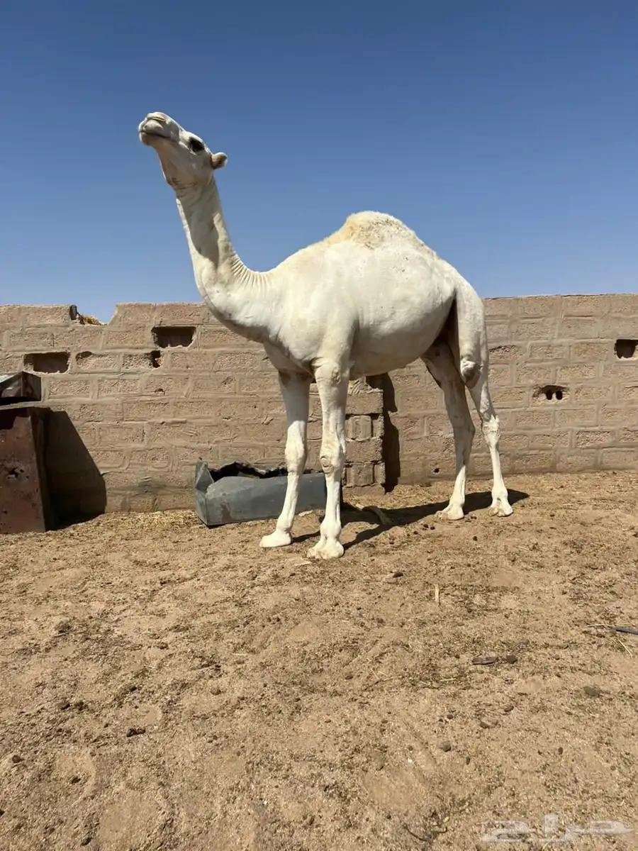 قعدان طيبه 1