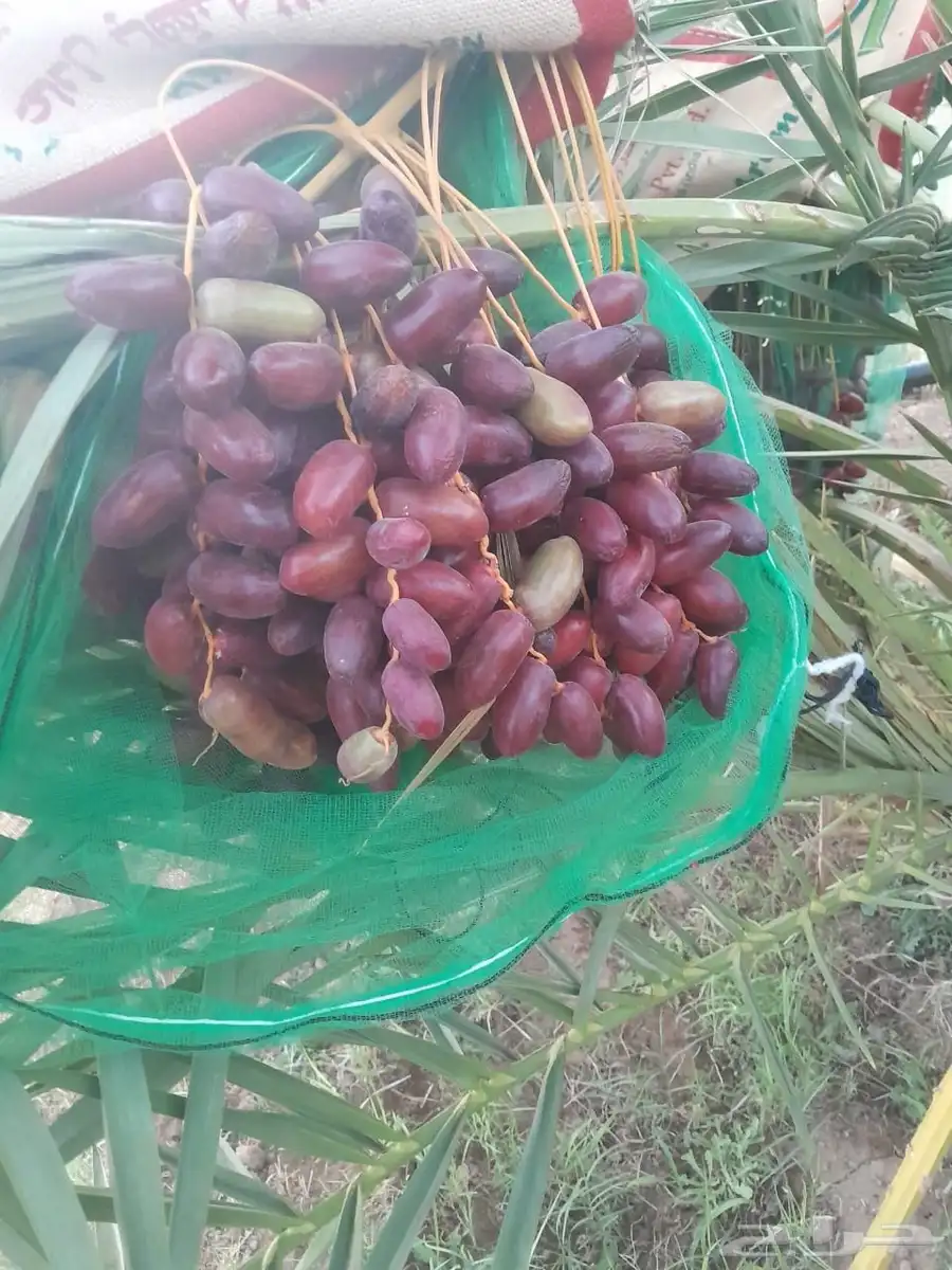 تمور مزرعه عجوة برني صفاوي للبيع محافظة العلا 1