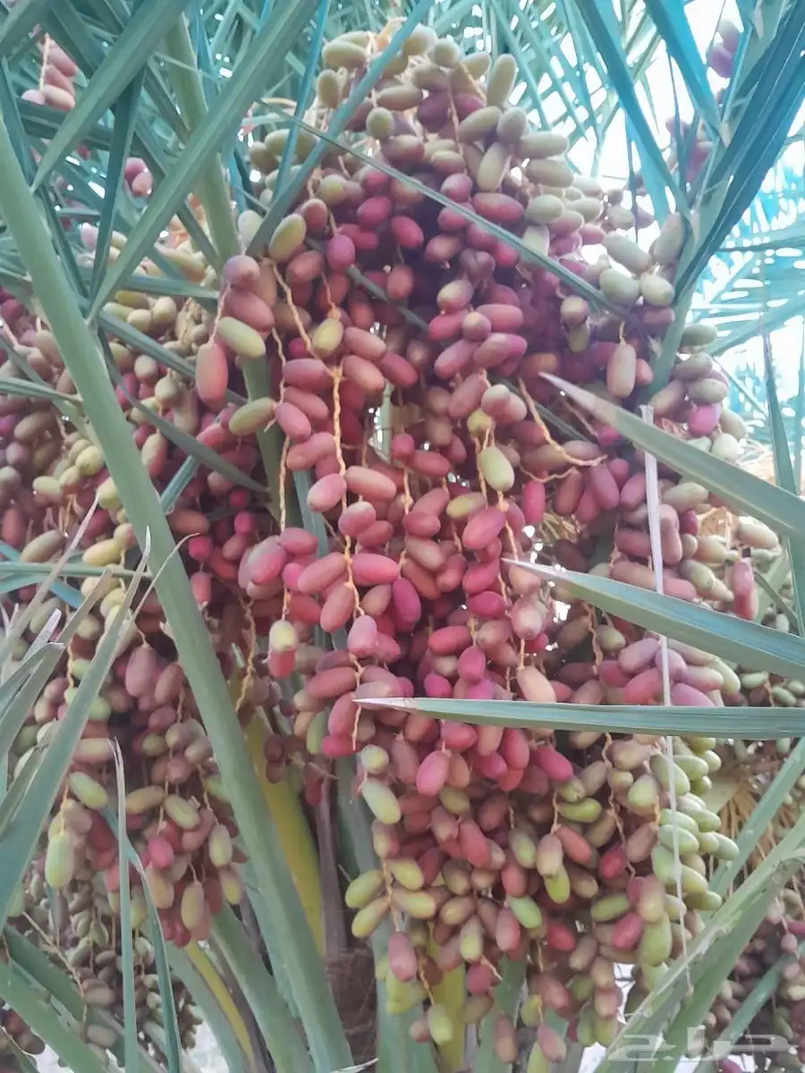 تمور مزرعه عجوة برني صفاوي للبيع محافظة العلا 0