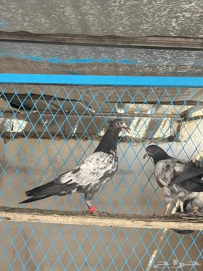 حمام باكستاني 5