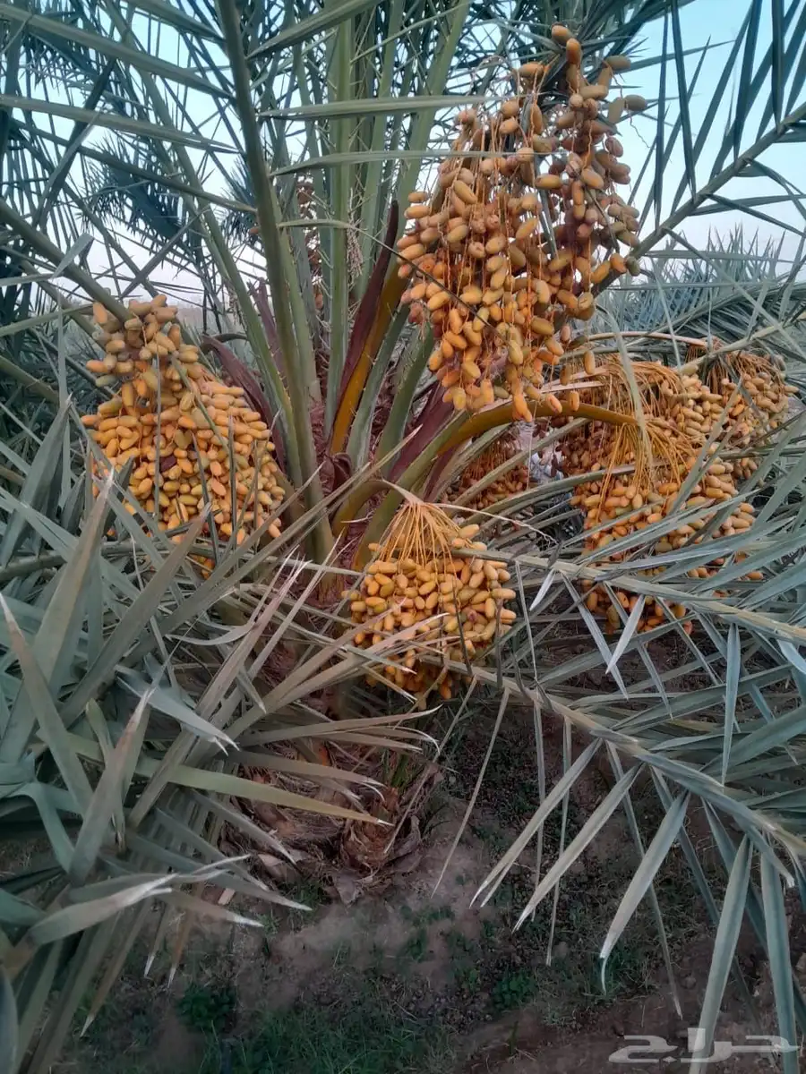 تمور مزرعه عجوة برني صفاوي للبيع محافظة العلا 6