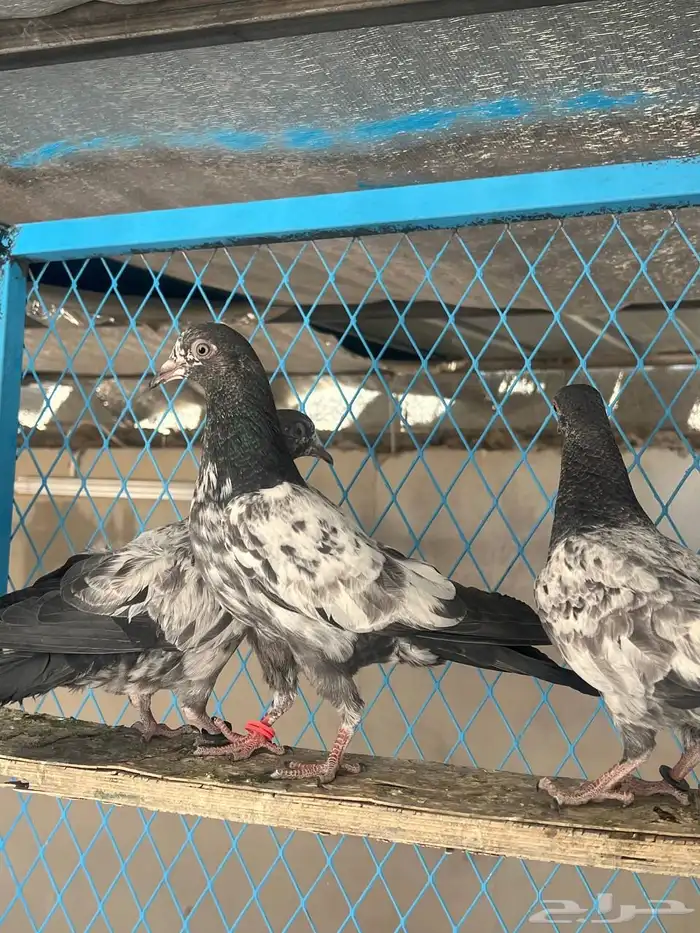 حمام باكستاني 3