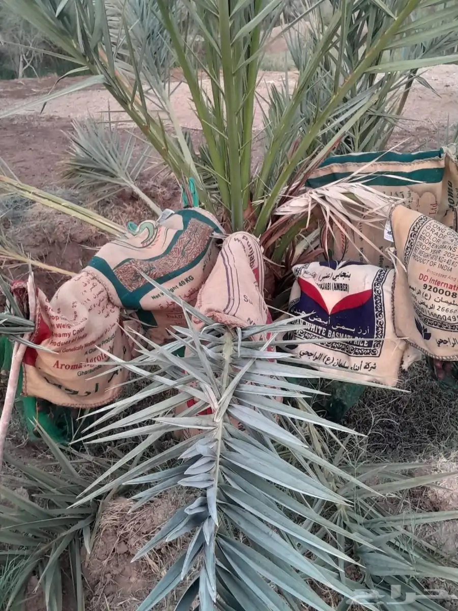 تمور مزرعه عجوة برني صفاوي للبيع محافظة العلا 2