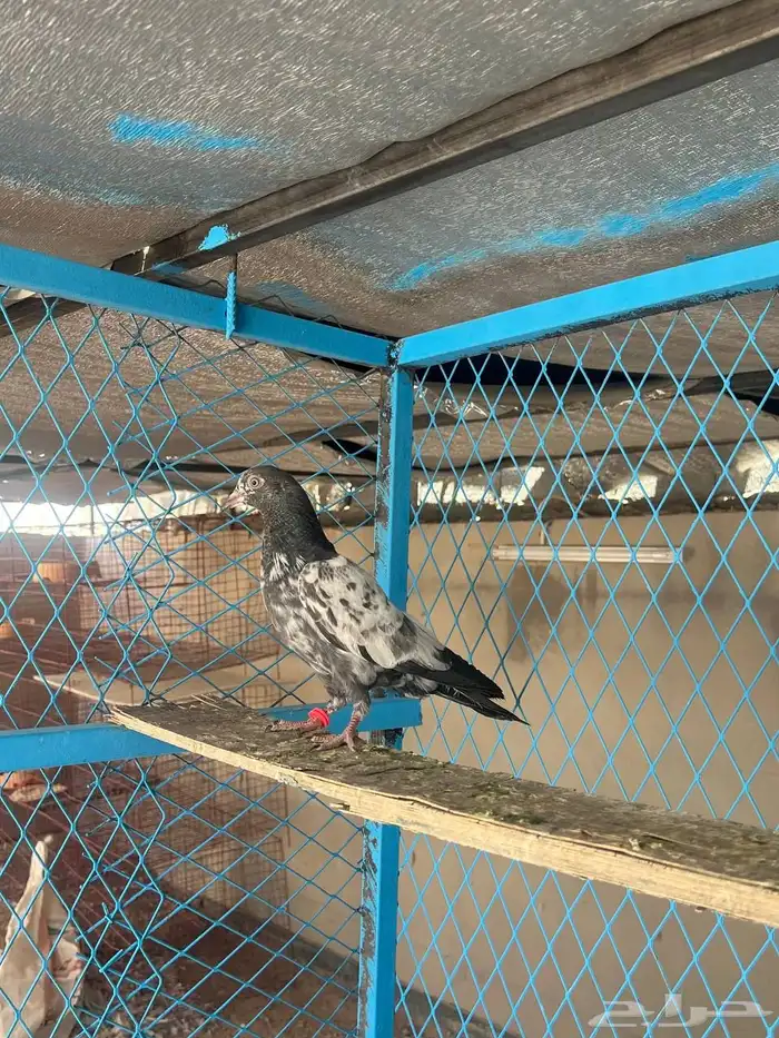 حمام باكستاني 8