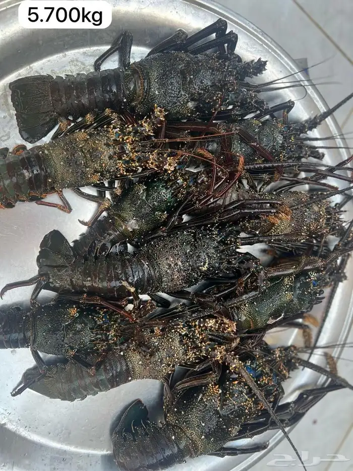 اسماك البحر 6