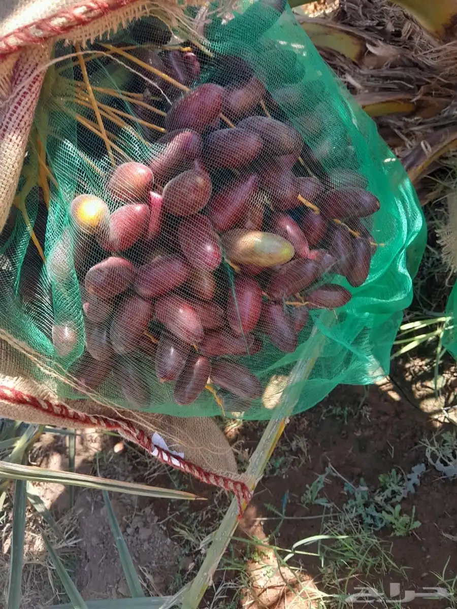 تمور مزرعه عجوة برني صفاوي للبيع محافظة العلا 10