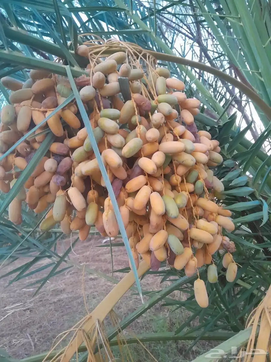 تمور مزرعه عجوة برني صفاوي للبيع محافظة العلا 7