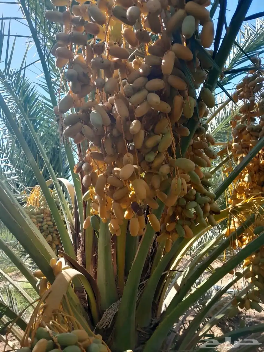 تمور مزرعه عجوة برني صفاوي للبيع محافظة العلا 8