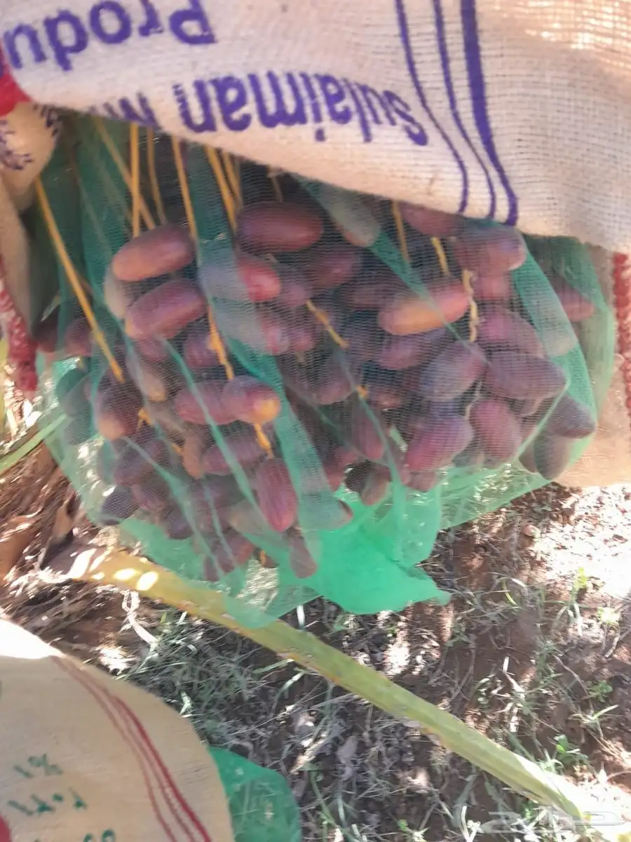 تمور مزرعه عجوة برني صفاوي للبيع محافظة العلا 9