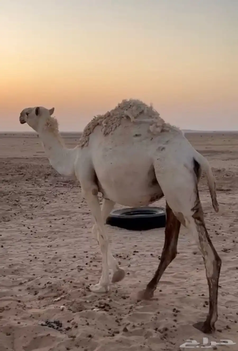 للبيع بكرى جذعه القحه 0
