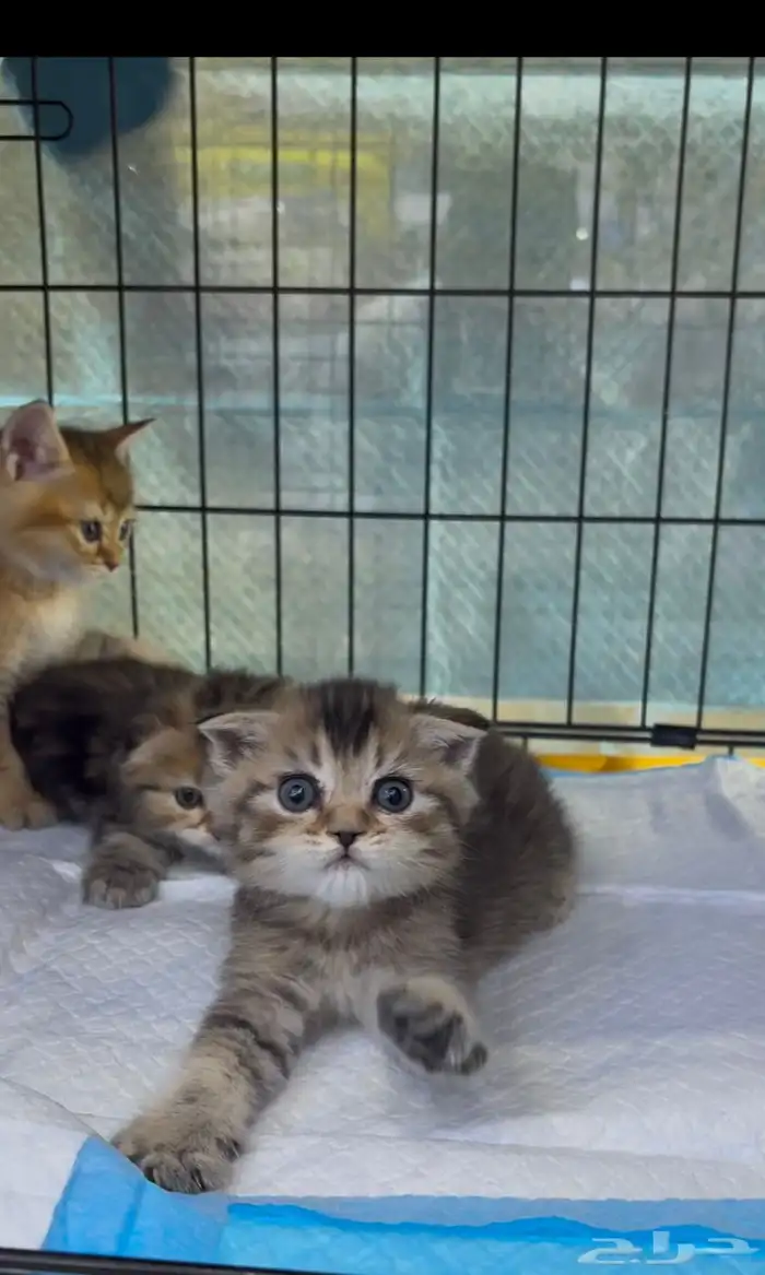 قطط اسكوتش فولد 2