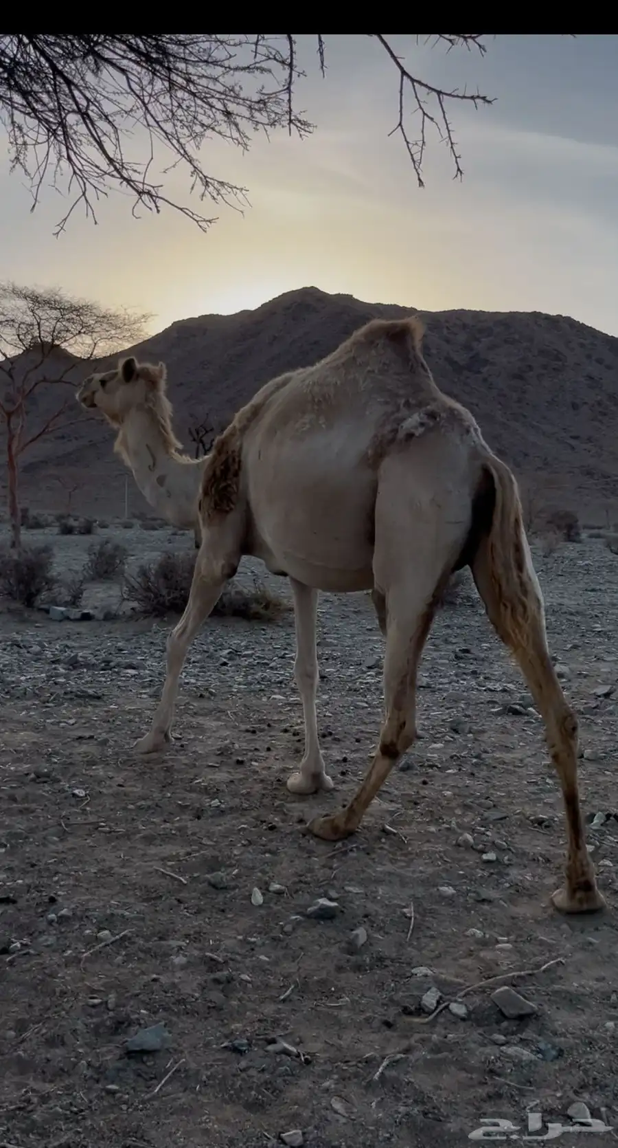 ناقه ناقة حرة بنت حبيب حق فلاح القحة زيزوم حق عيال عمي بدري 1