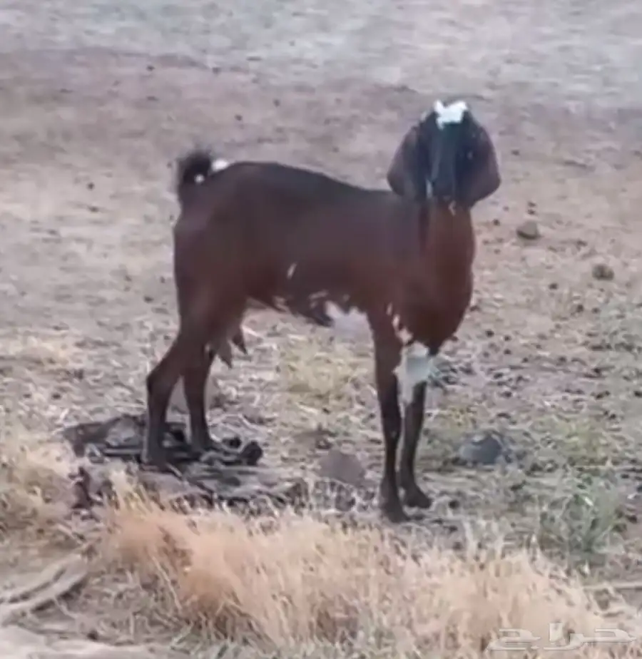 عنز محايل عسير 0