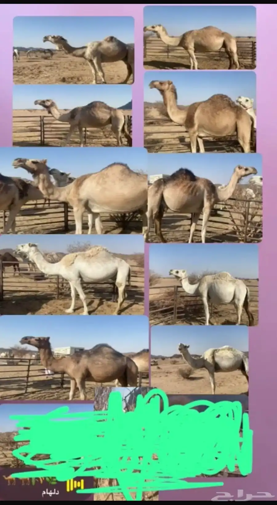 البيع ابل كفو عداده 10 بفحله فيه خلفه 8 إلقاح تنج وبعير كفو 1