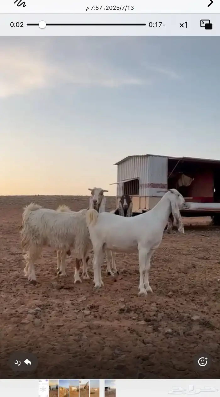 للبيع معزا مشاريك خصم اسنانها ثنيه ورباع العدد 7 وفيها موال 3