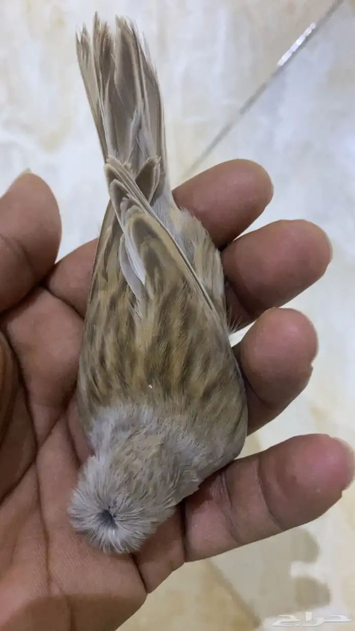 للبيع دكر كناري فاتح تغريد 2