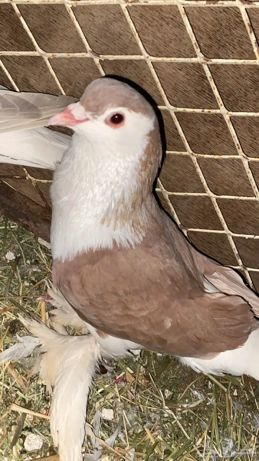 حمام للبيع 3