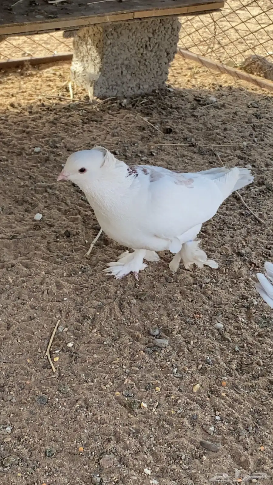 حمام للبيع 1
