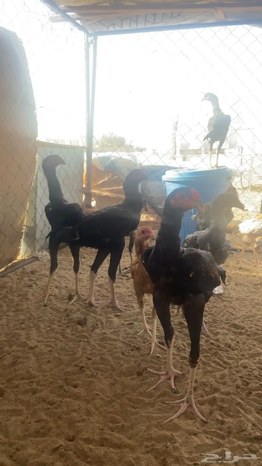 دجاج سندي 1