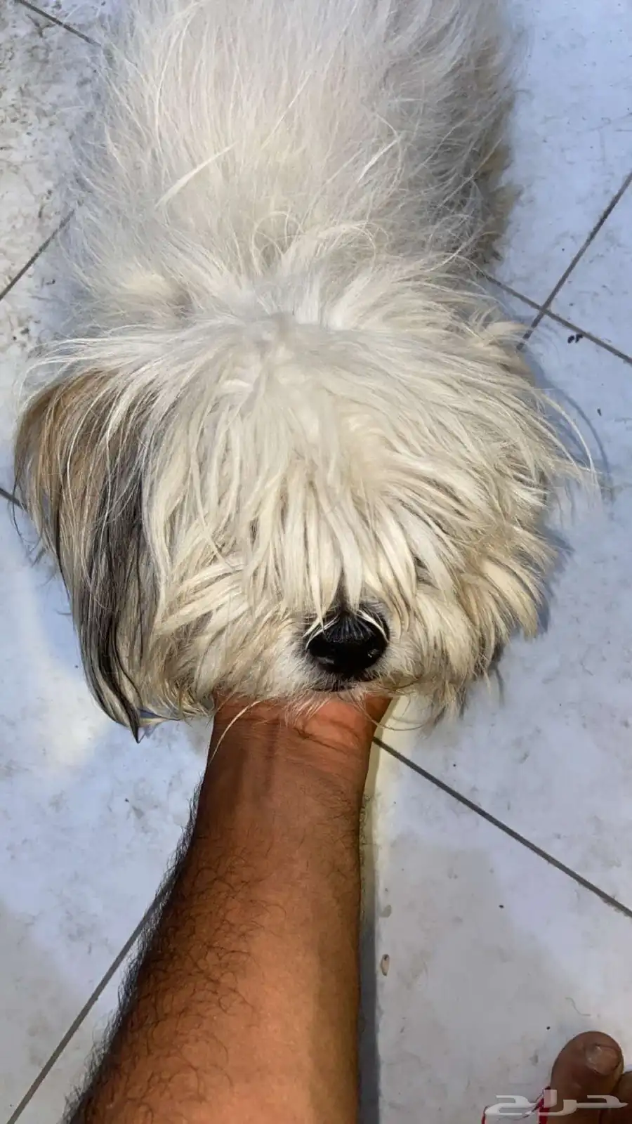 كلب شيتزو عمره 8شهور ليس لديه اي مرض سبب البيع لايوجدمكان 2