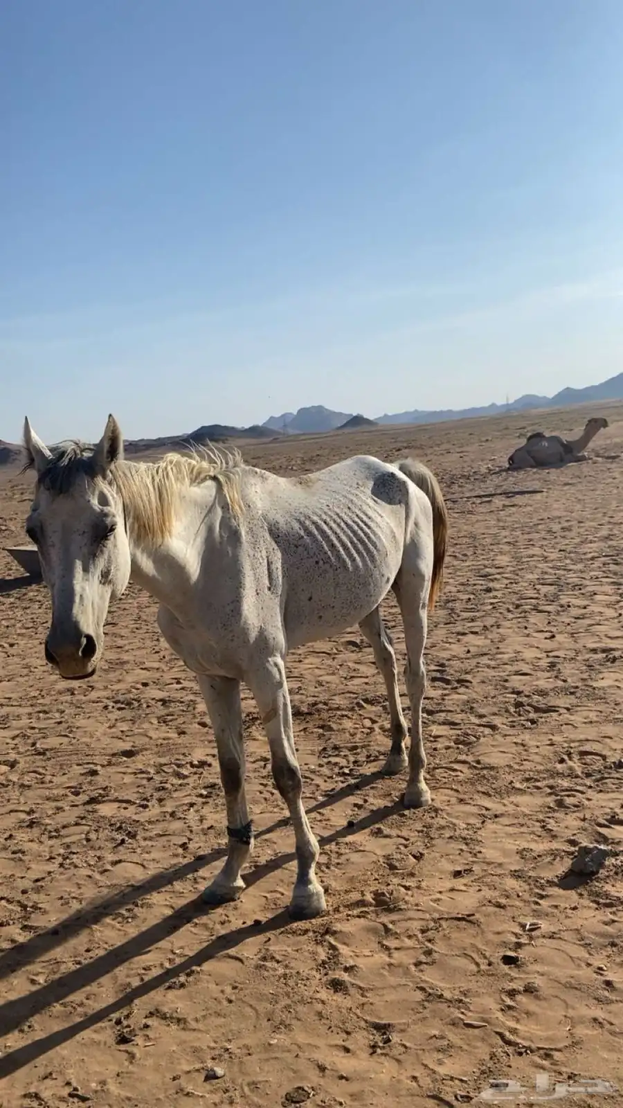 حصان للبيع على جميع الشروط 0