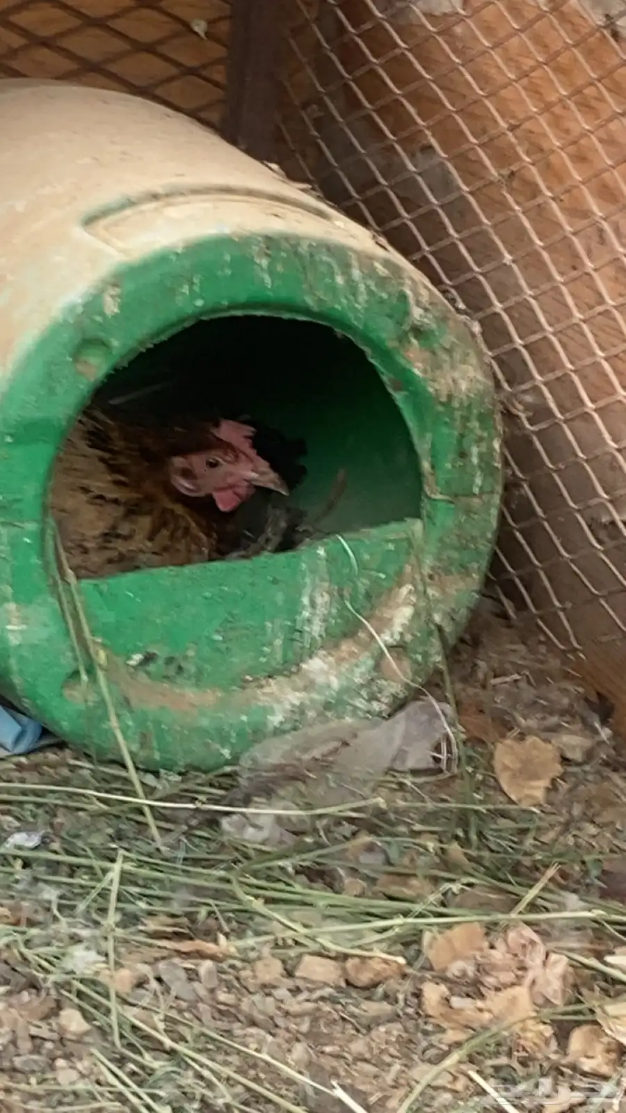 دجاج للبيع 1