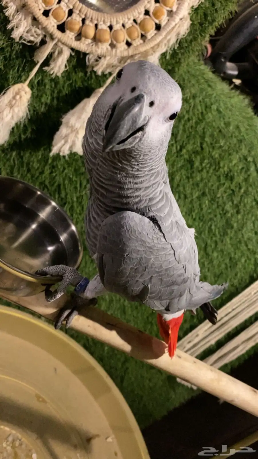 كاسكوو للبيع 1