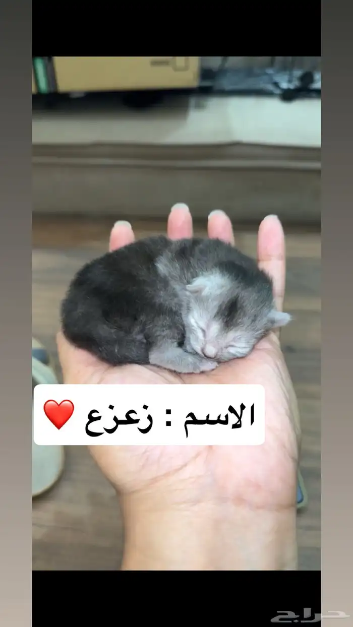 شكاليط للبيع 2