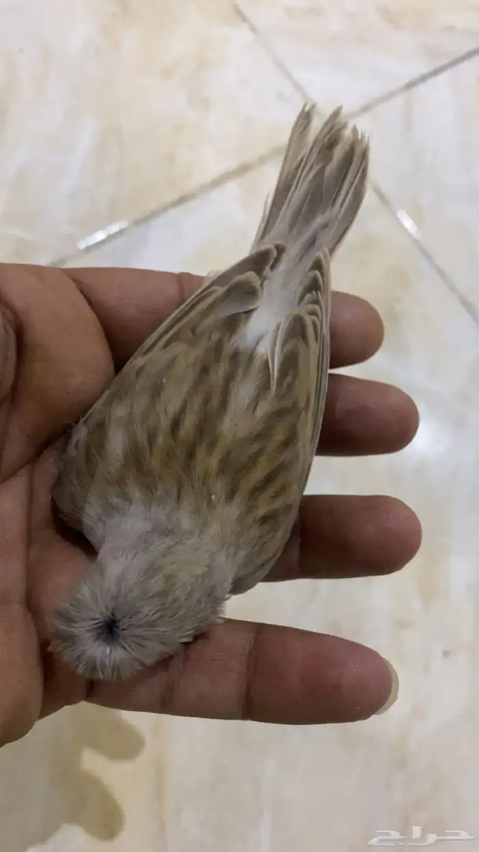 للبيع دكر كناري فاتح تغريد 0