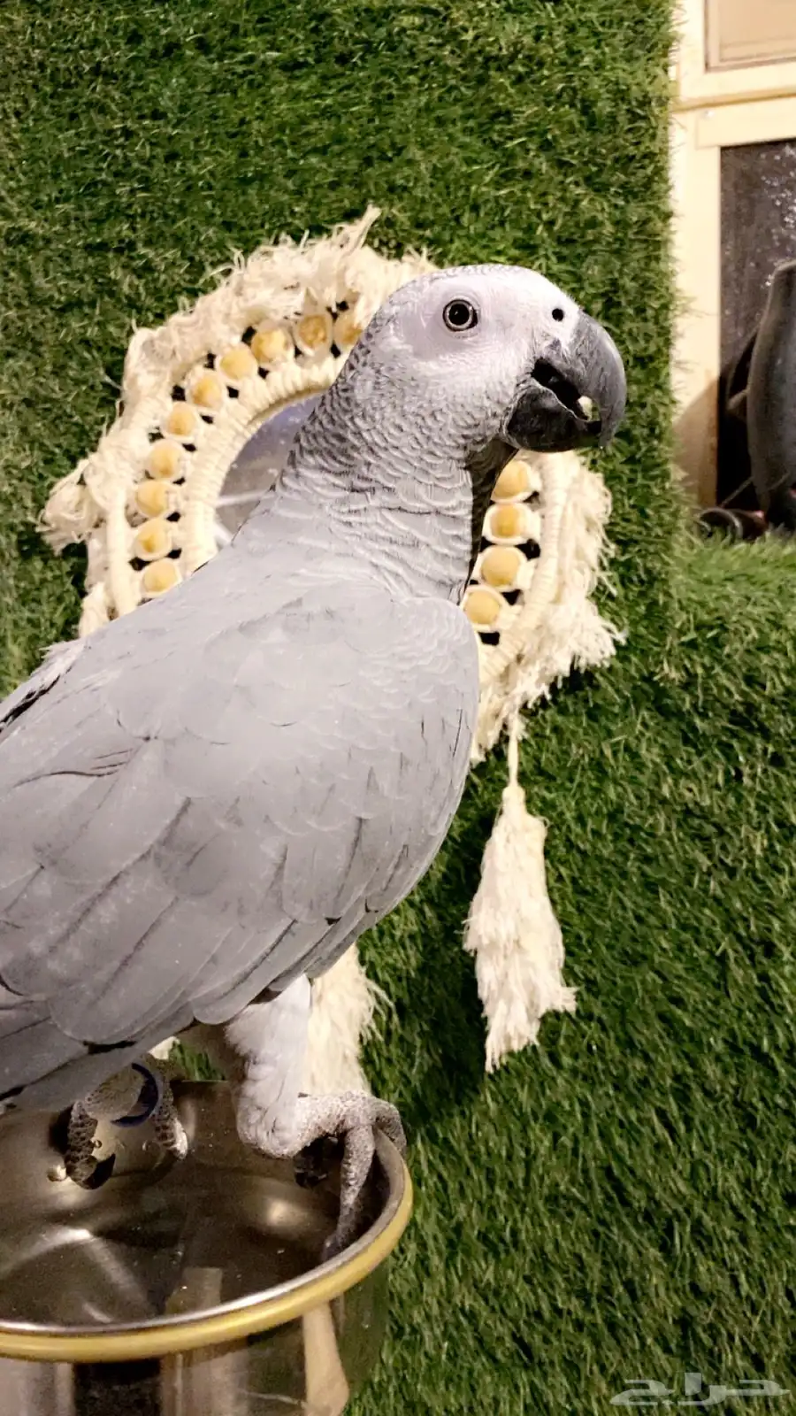 كاسكوو للبيع 2