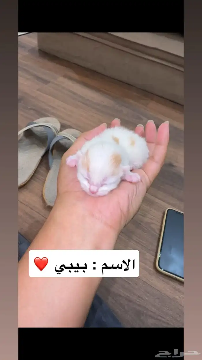 شكاليط للبيع 0