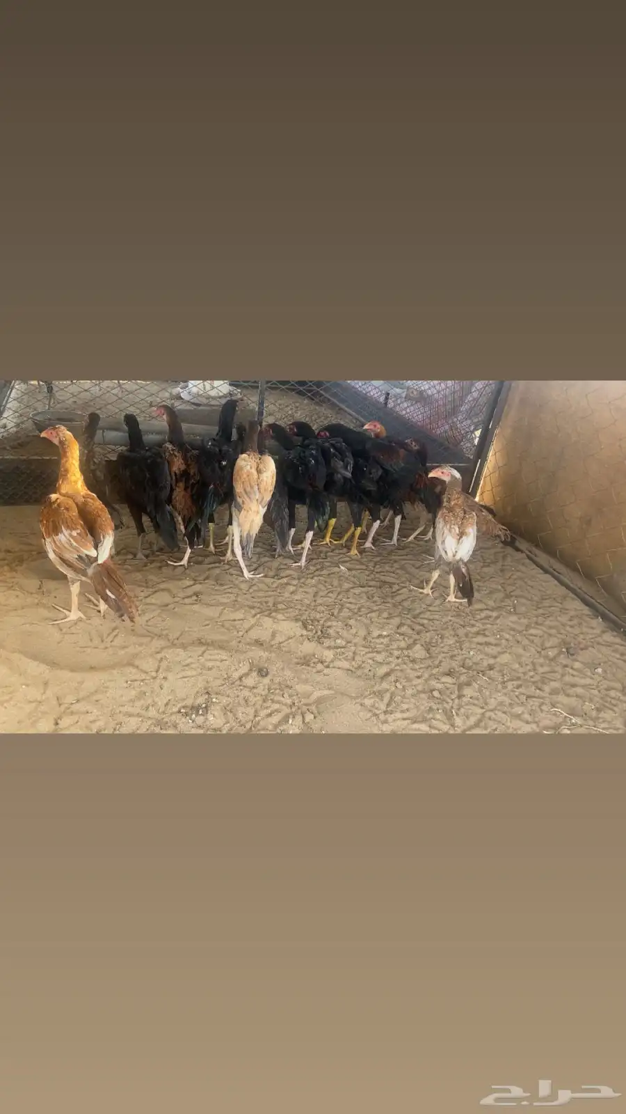 دجاج سندي 2