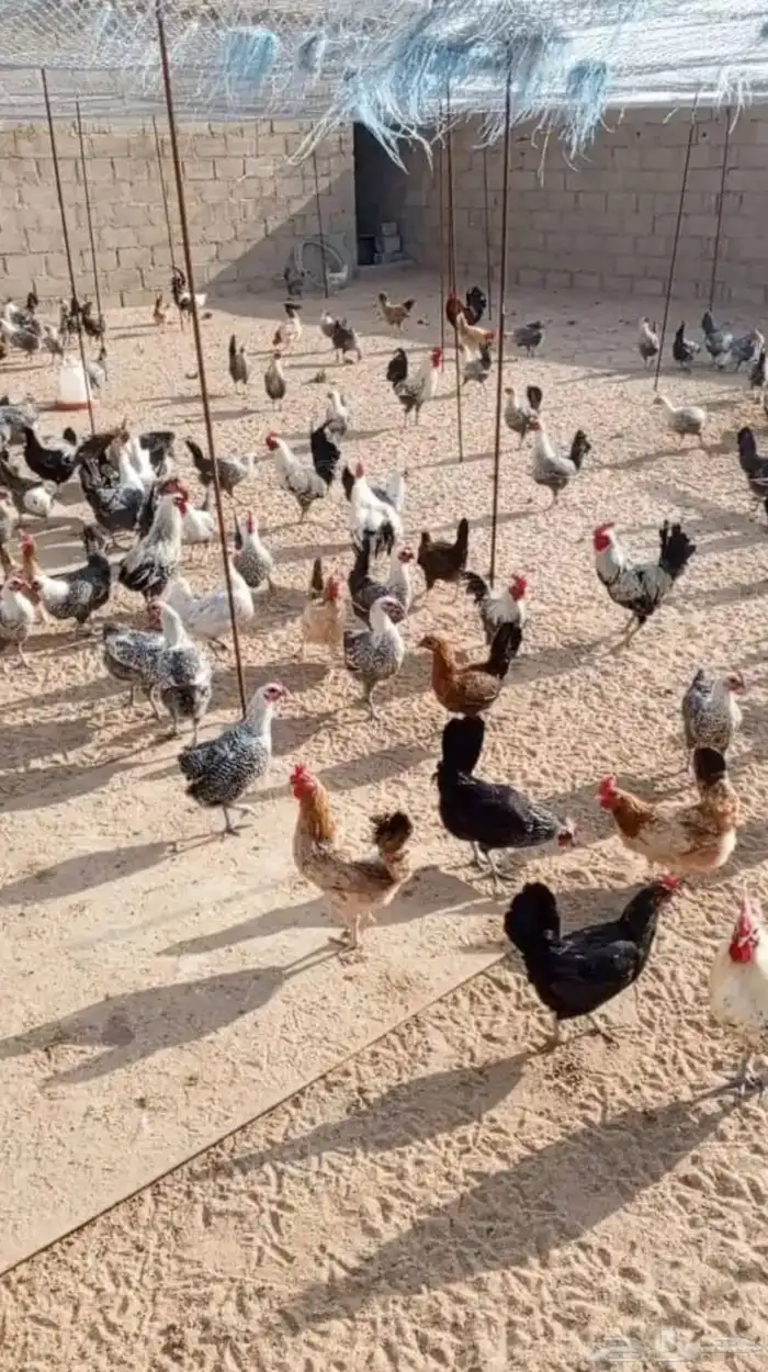 دجاج فيومي بياض للبيع 0