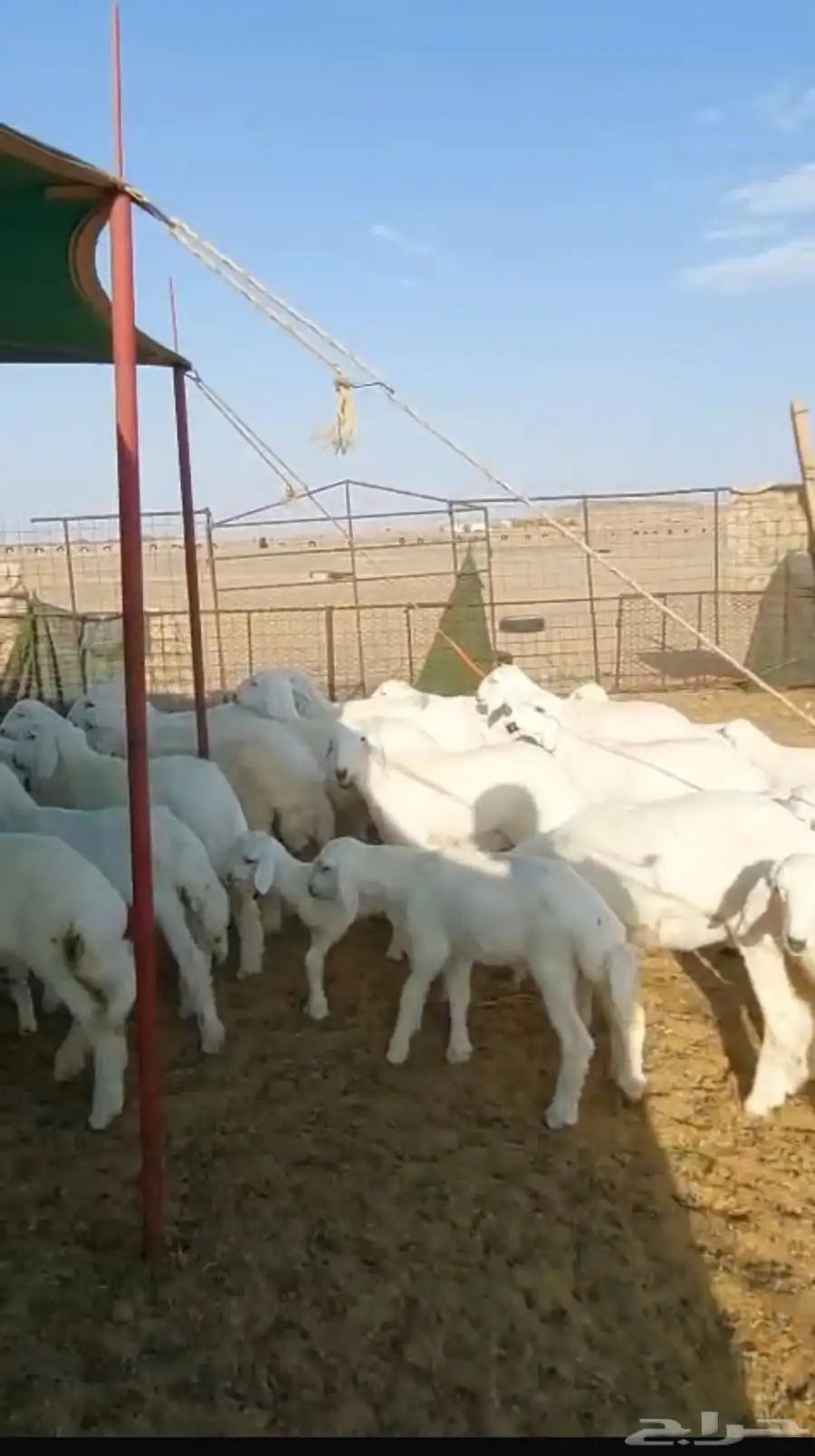 غنم حريات خلفات 52 تحتها 50 مراح واحد 5