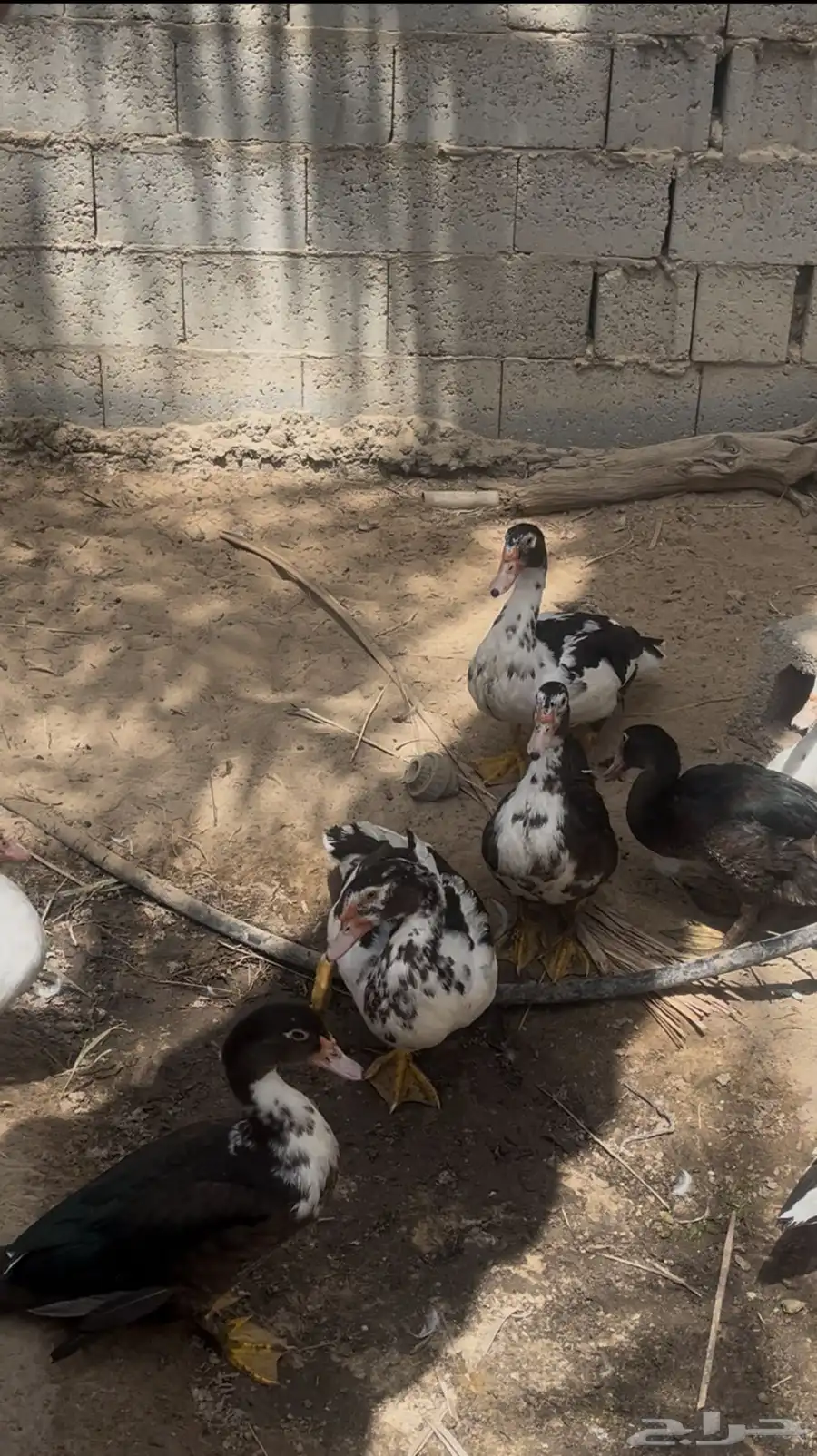 بط مصري 0