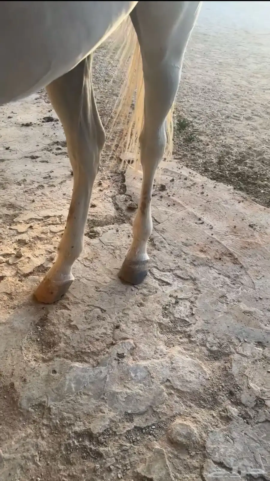 حصان شعبي 4