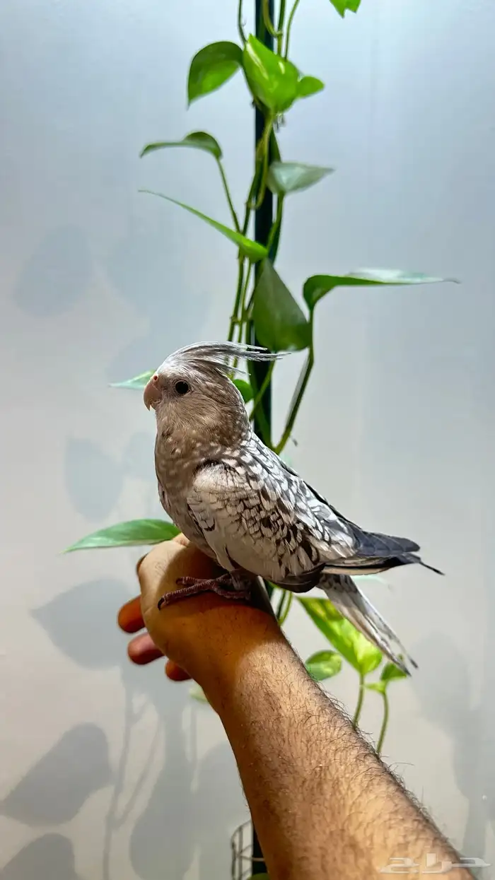 كروان 2