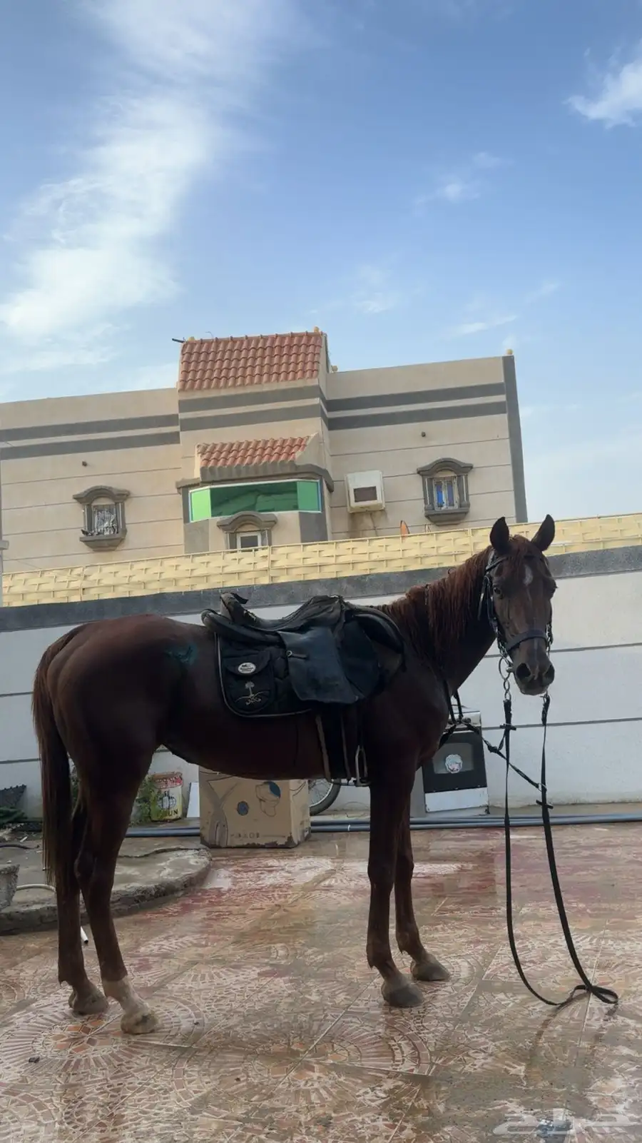 فرس شعبيه   مهر 3