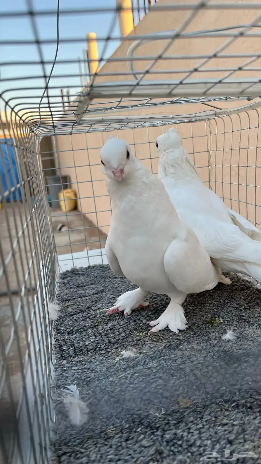 جوزين حمام حب رمان ابيض صك مسرول 0