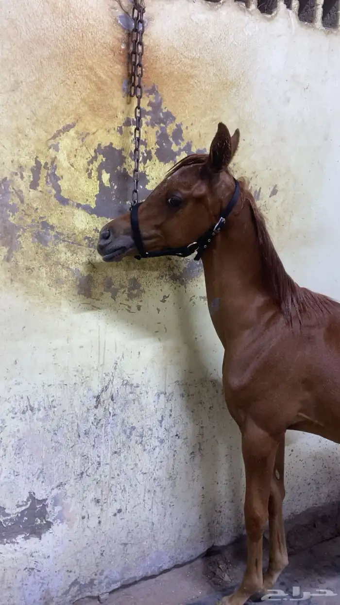 خيل عربي اصيل 0