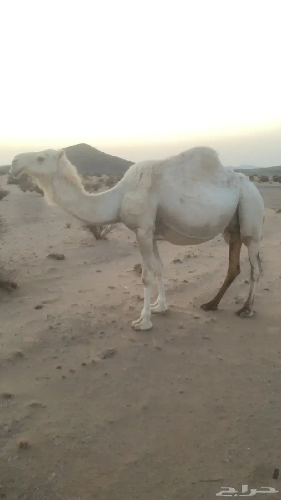 ابل لقحات باقي شهرين على نتاجه 2