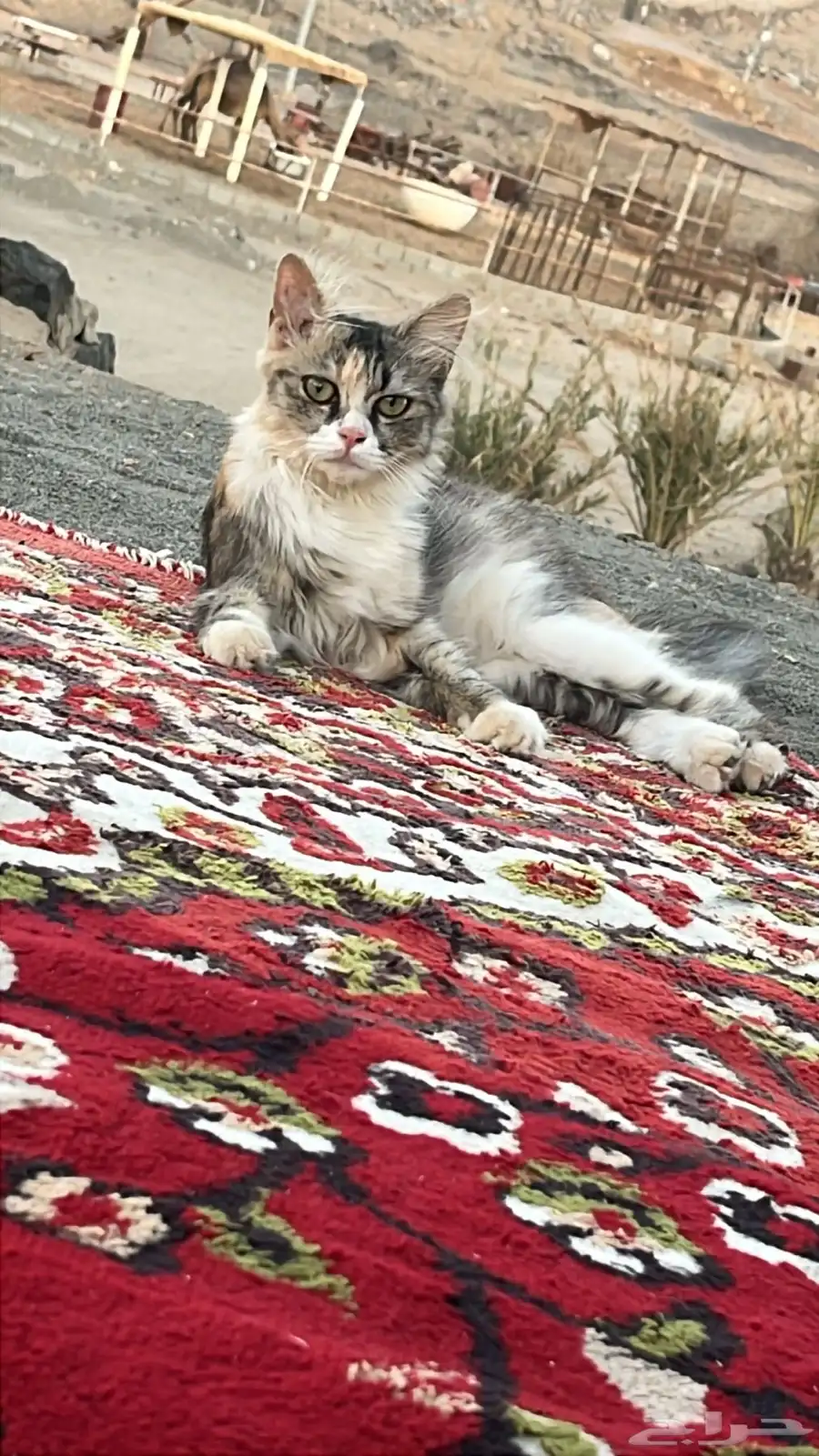 جده حي مخطط الرياض 2