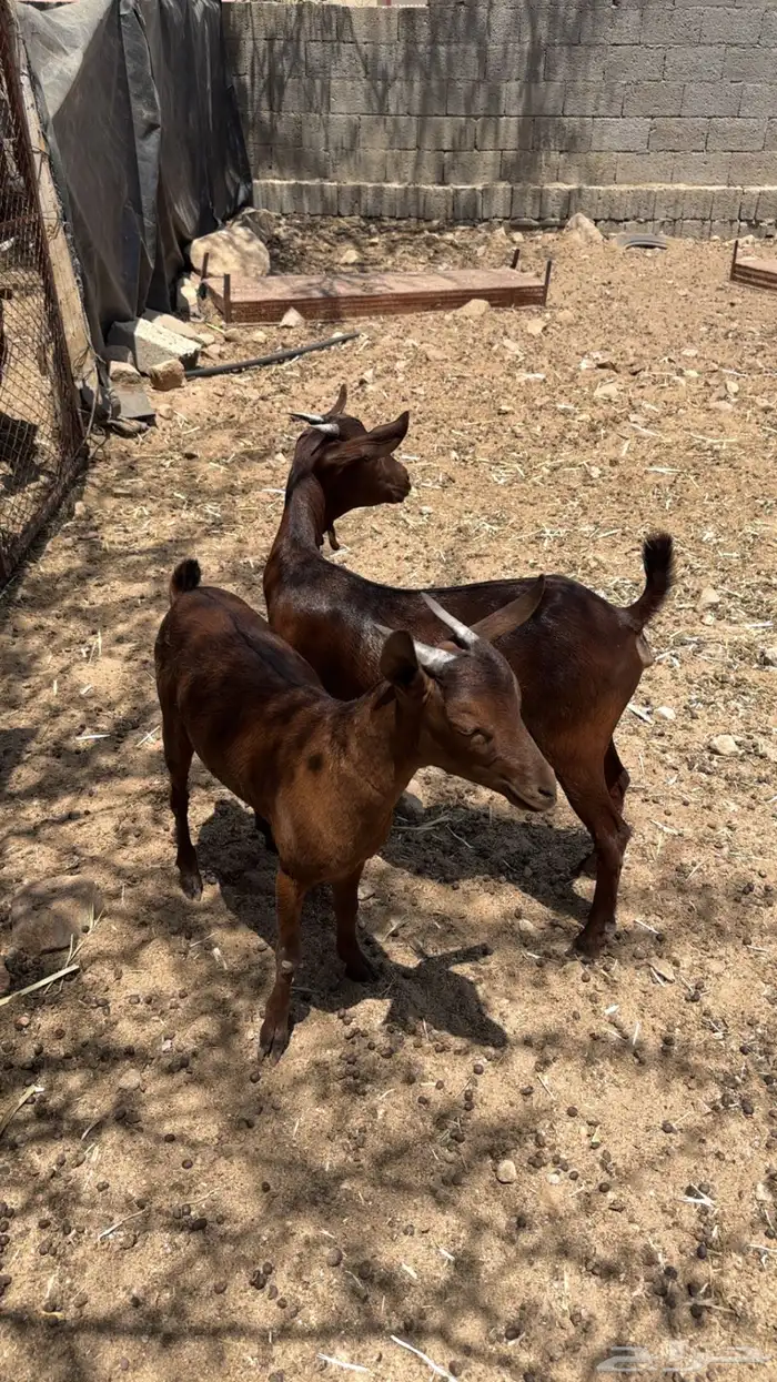 عنقان حص 0