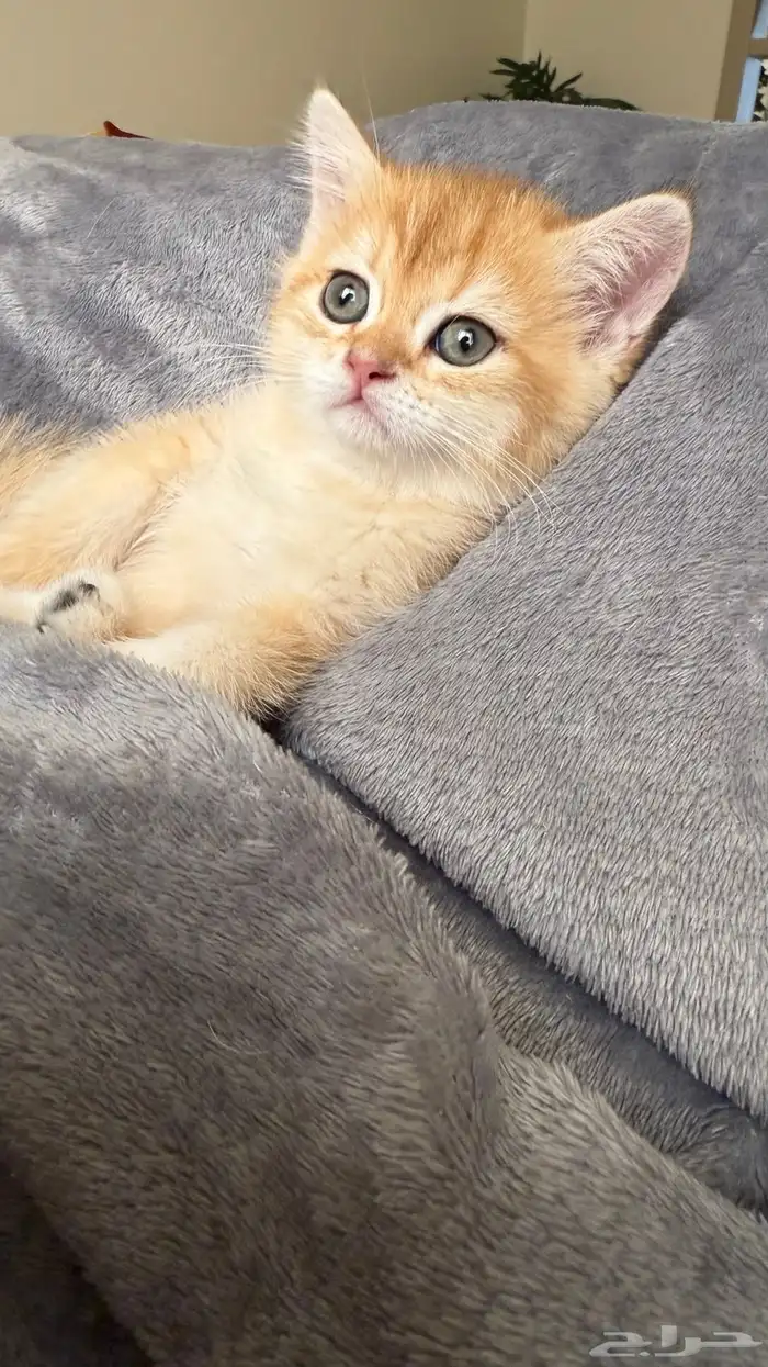 قطط برتش   سكوتش   للبيع 0