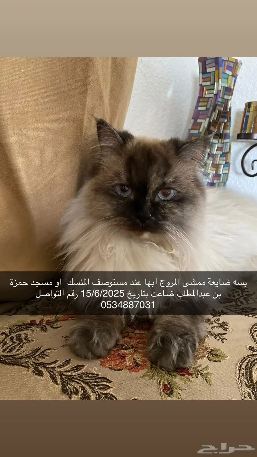 قطه مفقوده او ماخوذه الي اخذها الله لا يسامحه 4