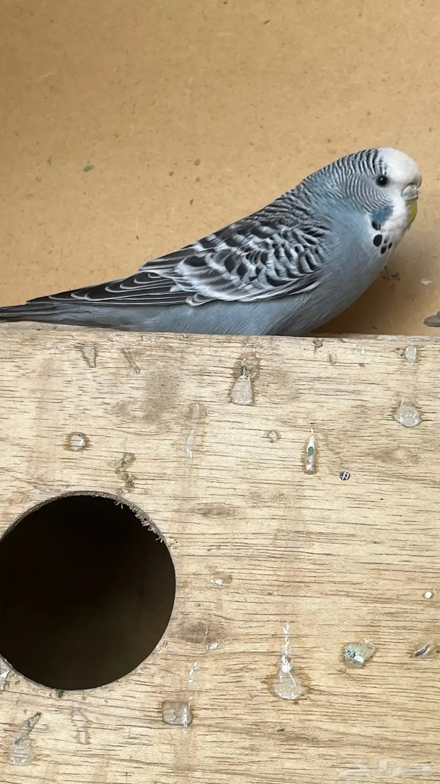 بادجي هوقو و وهولندي و انقليزي للبيع 4